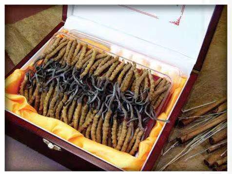 行唐冬虫夏草回收